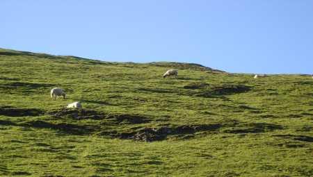 Sheep Again